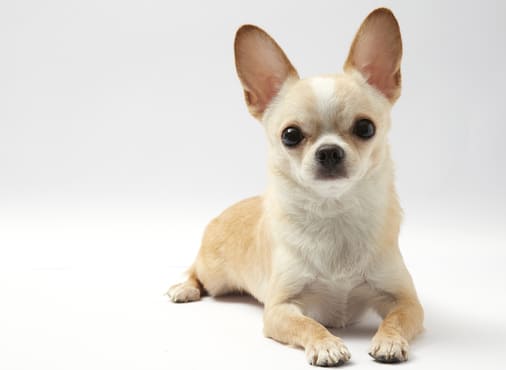 Чихуахуа: фото собаки, описание и характер породы - Purina ONE®